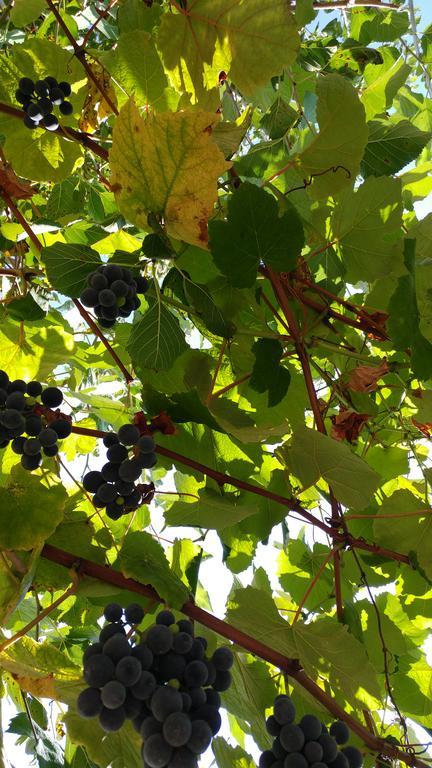 Agriturismo Il Marchese Aquara Esterno foto
